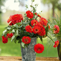 Zinnie Benary riesig Blumensamen zur Aussaat farbenfroh Schau Traditionssorte & ohne Gentechnik Samen Hausgarten