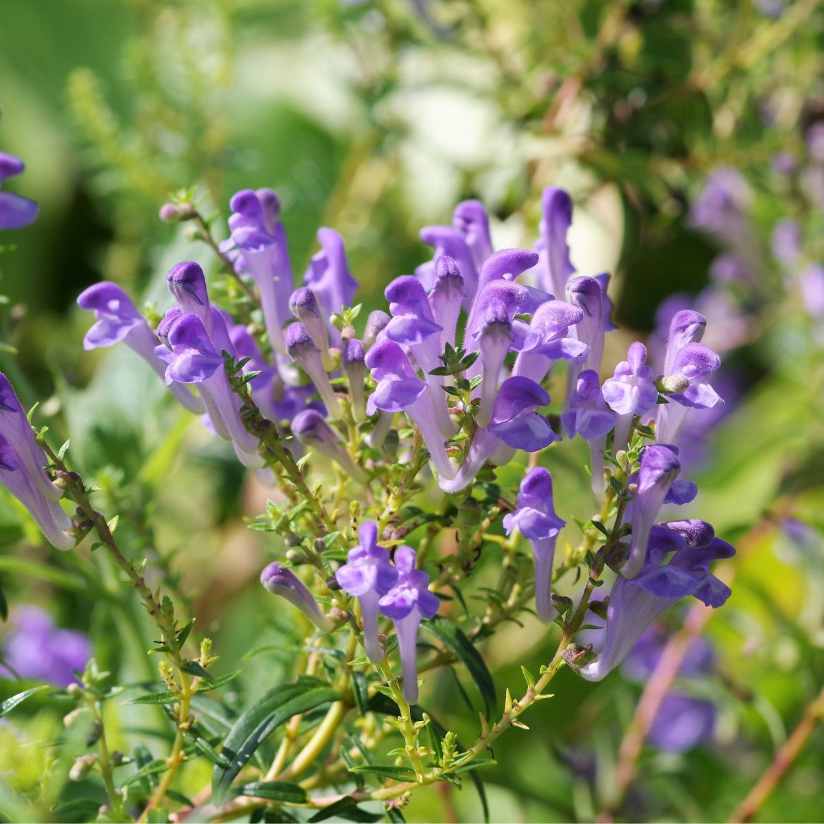 Blau Skullcap Blumensamen zur Aussaat – Halbschatten verträglich – Traditionssorte & ohne Gentechnik Samen Hausgarten