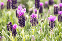 Lavendel Stoechas Blumensamen zur Aussaat – lang Blüte Saison – Traditionssorte & ohne Gentechnik Samen Hausgarten