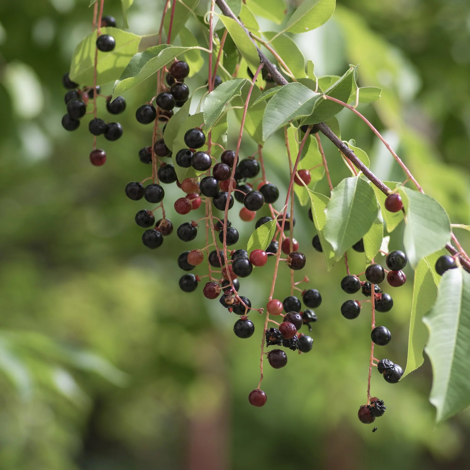 Hackberry Fruchtsamen für einfaches Anpflanzen