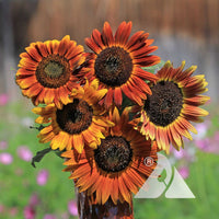 Sunflower samen for anpflanzung - gelb & braun varieties