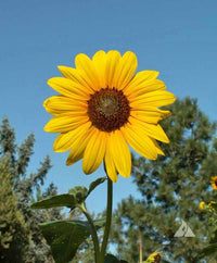 Gelb Sonnenblume Blumensamen zur Aussaat – duftend Blüten – Traditionssorte & ohne Gentechnik Samen Hausgarten