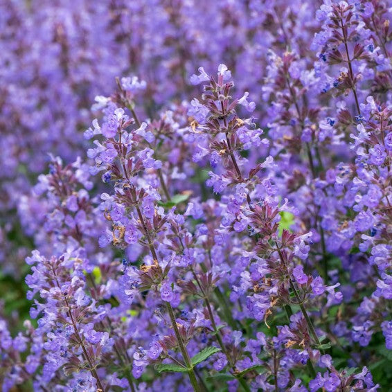 Violett Catmint Blumensamen zur Aussaat – Bestäuber freundlich – Traditionssorte & ohne Gentechnik Samen Hausgarten