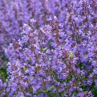 Violett Catmint Blumensamen zur Aussaat – Bestäuber freundlich – Traditionssorte & ohne Gentechnik Samen Hausgarten