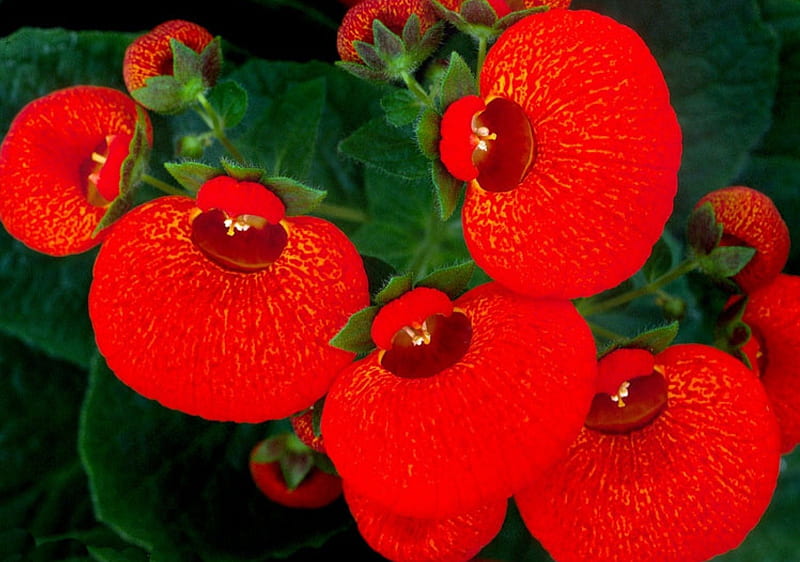 Calceolarias Blumensamen zur Aussaat farbenfroh Schau Traditionssorte & ohne Gentechnik Samen Hausgarten