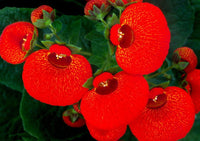 Calceolarias Blumensamen zur Aussaat farbenfroh Schau Traditionssorte & ohne Gentechnik Samen Hausgarten