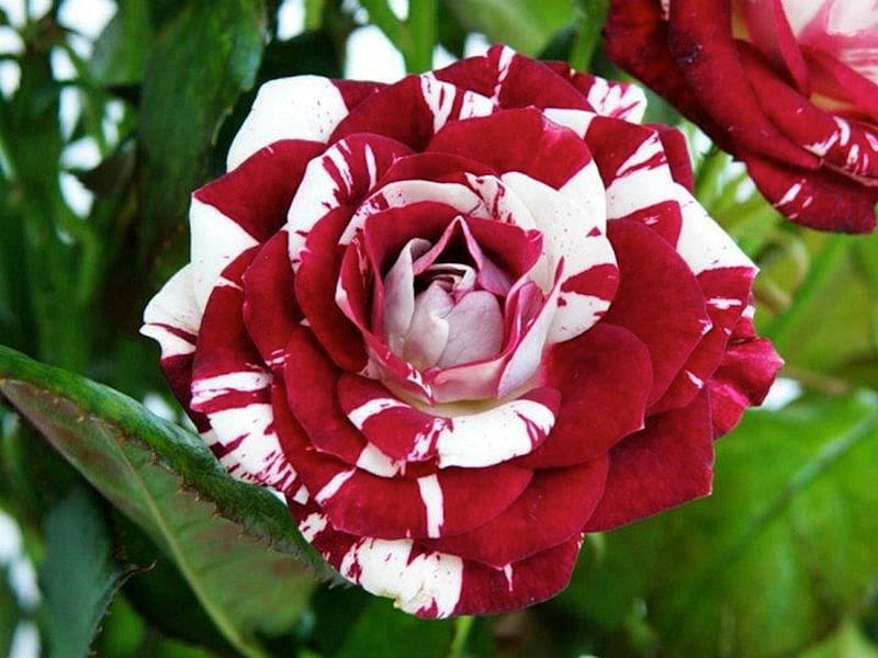 Rot & hell Rosa Rose Samen zur Aussaat – Traditionssorte ohne Gentechnik Blumen Hausgarten