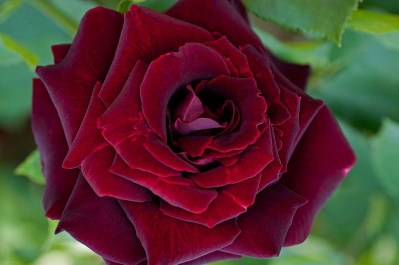 Rose Blumensamen zur Aussaat – Bestäuber freundlich – Traditionssorte & ohne Gentechnik Samen Hausgarten
