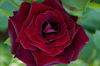 Rose Blumensamen zur Aussaat – Bestäuber freundlich – Traditionssorte & ohne Gentechnik Samen Hausgarten