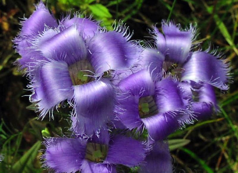Blau Gentian Fringed Blumensamen zur Aussaat – duftend Blüten – Traditionssorte & ohne Gentechnik Samen Hausgarten