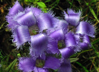 Blau Gentian Fringed Blumensamen zur Aussaat – duftend Blüten – Traditionssorte & ohne Gentechnik Samen Hausgarten