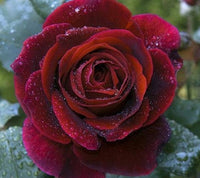 Rose Blumensamen zur Aussaat – Bestäuber freundlich – Traditionssorte & ohne Gentechnik Samen Hausgarten