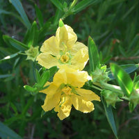 Sinicuichi Blumensamen zur Aussaat – robust Sorte – Traditionssorte & ohne Gentechnik Samen Hausgarten