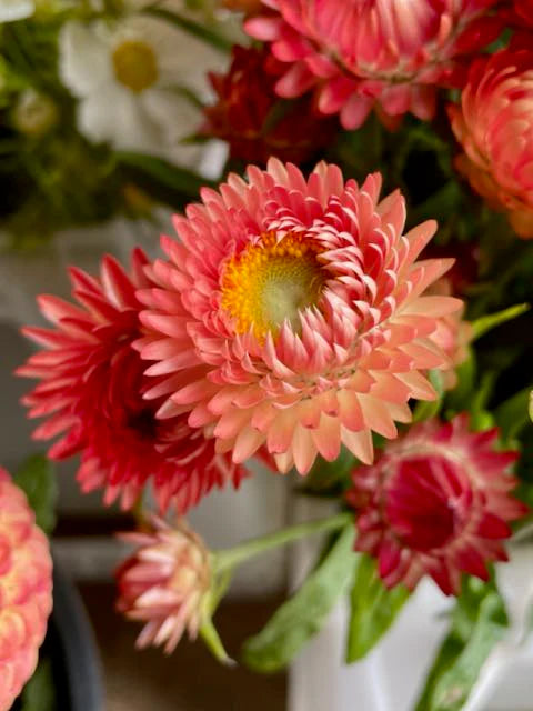Helichrysum Rot Bracteatum Blumensamen zur Aussaat leuchtend Einjährige