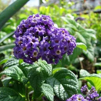 Heliotrope Marine Blumensamen zur Aussaat ideal Rabatten Traditionssorte & ohne Gentechnik Samen Hausgarten