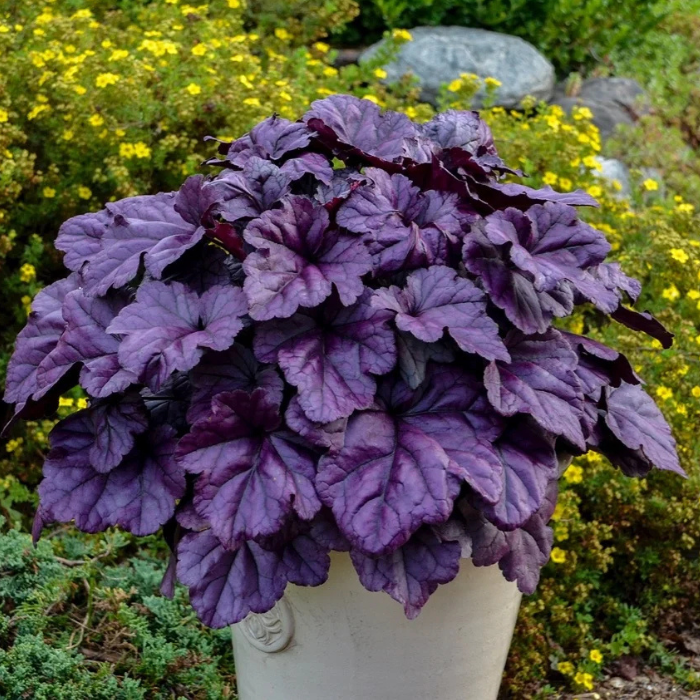 Rosa Heuchera Samen zur Aussaat – Garten Perennials