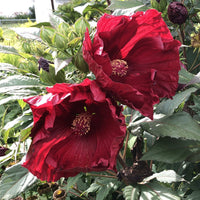 Cranberry (cranberry hibiscus) samen for anpflanzung in home garten