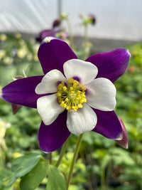 Lila Weiß Akelei Blumensamen zur Aussaat – Anzucht – Traditionssorte & ohne Gentechnik Samen Hausgarten