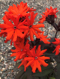 Rot Orange Lychnis Arkwrightii Blumensamen zur Aussaat – Halbschatten verträglich – Traditionssorte & ohne Gentechnik Samen Hausgarten
