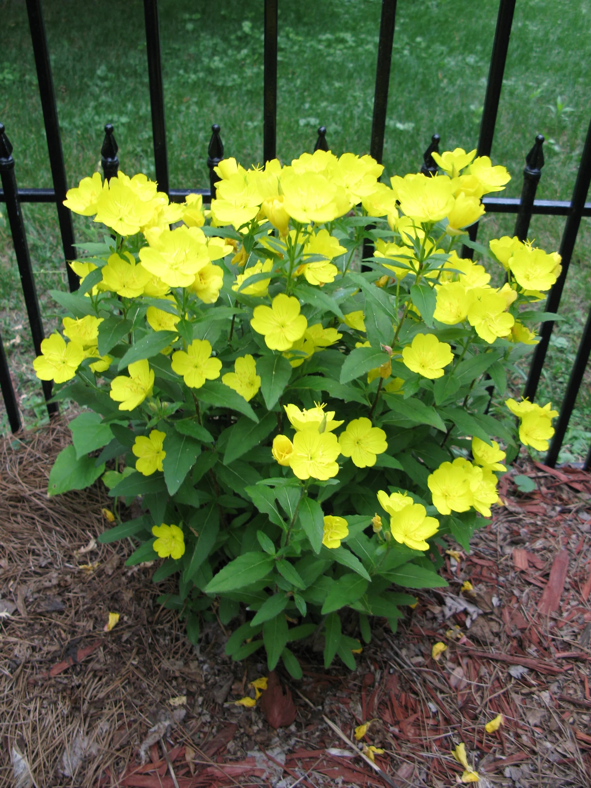 Oenothera Missouriensis Blumensamen zur Aussaat Wildblume Mischung Traditionssorte & ohne Gentechnik Samen Hausgarten