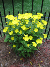 Oenothera Missouriensis Blumensamen zur Aussaat Wildblume Mischung Traditionssorte & ohne Gentechnik Samen Hausgarten