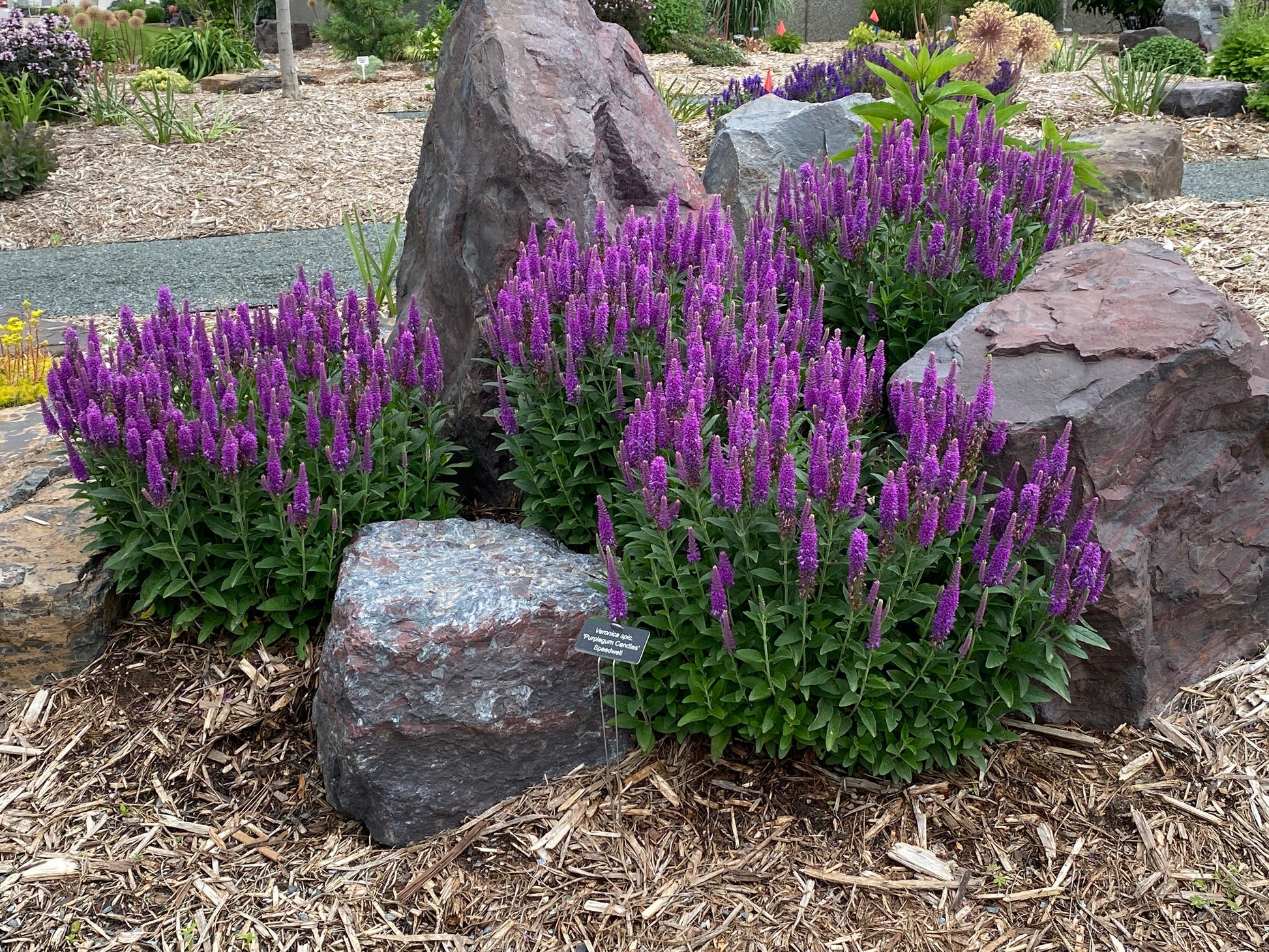 Lila Veronica Spicata Blumensamen zur Aussaat Landhaus Garten wichtig Traditionssorte & ohne Gentechnik Samen Hausgarten