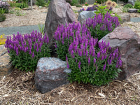 Lila Veronica Spicata Blumensamen zur Aussaat Landhaus Garten wichtig Traditionssorte & ohne Gentechnik Samen Hausgarten