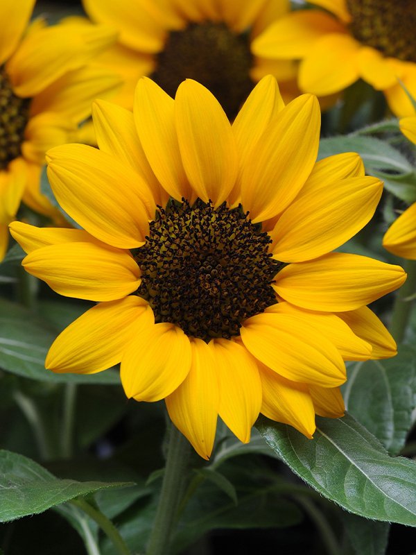 Gelb Helianthus Annus Blumensamen zur Aussaat