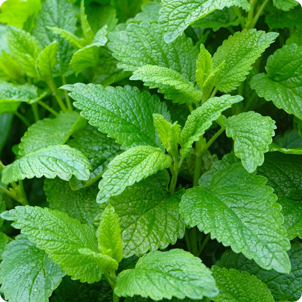 lemon balm samen melissa officinalis