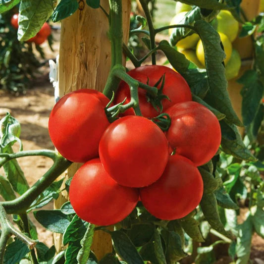 Beefmaster Rot Tomate Samen zum Pflanzen - Gemüse Garden Samen