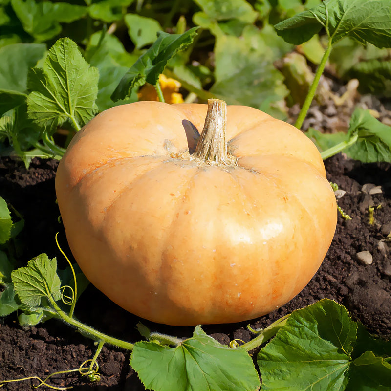 Semi di zucca gialla da piantare