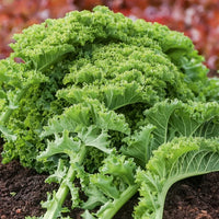 Green Brassica Gemüse Samen zum Pflanzen