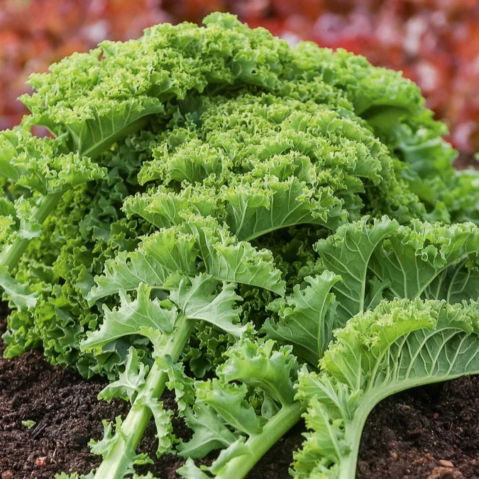 Green Brassica Gemüse Samen zum Pflanzen