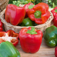 Cal Wonder Pepper Samen für einfache Aussaat