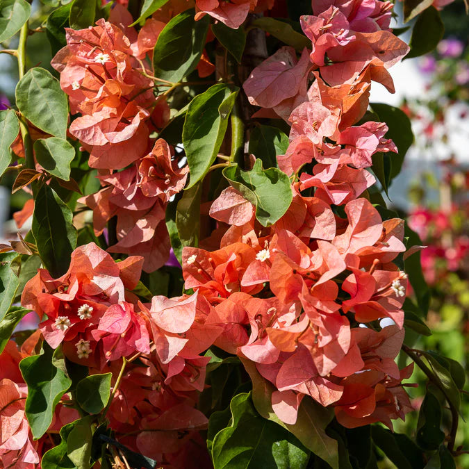 MultiColour Drillingsblume Bougainvillea Blumensamen zur Aussaat Landhaus Garten wichtig Traditionssorte & ohne Gentechnik Samen Hausgarten