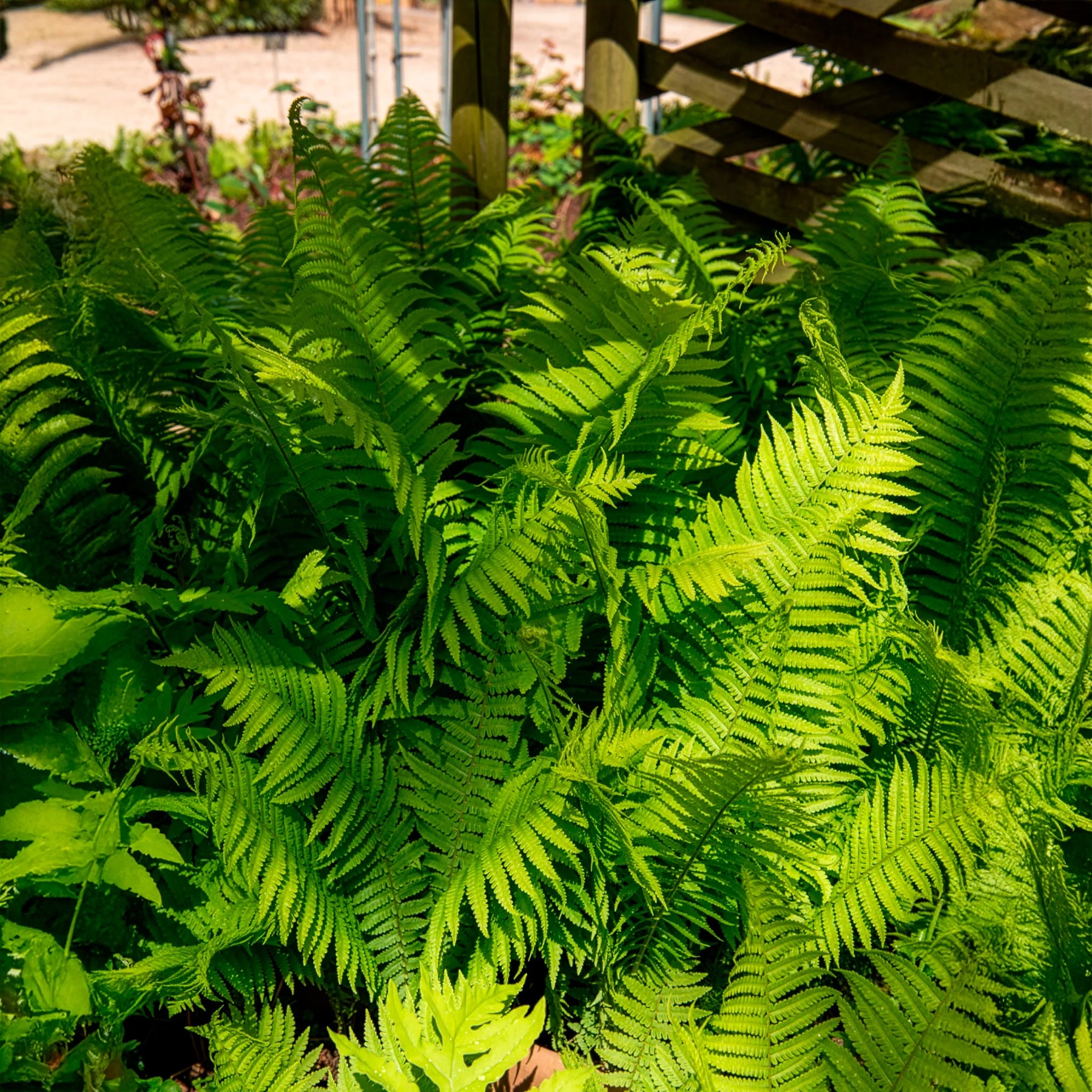 Grün Weiß Fern zur Aussaat robust Sorte Traditionssorte & ohne Gentechnik Samen Hausgarten