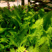 Grün Weiß Fern zur Aussaat robust Sorte Traditionssorte & ohne Gentechnik Samen Hausgarten