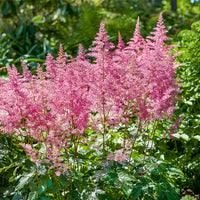 Prachtspiere Blumensamen zur Aussaat leuchtend Traditionssorte & ohne Gentechnik Samen Hausgarten