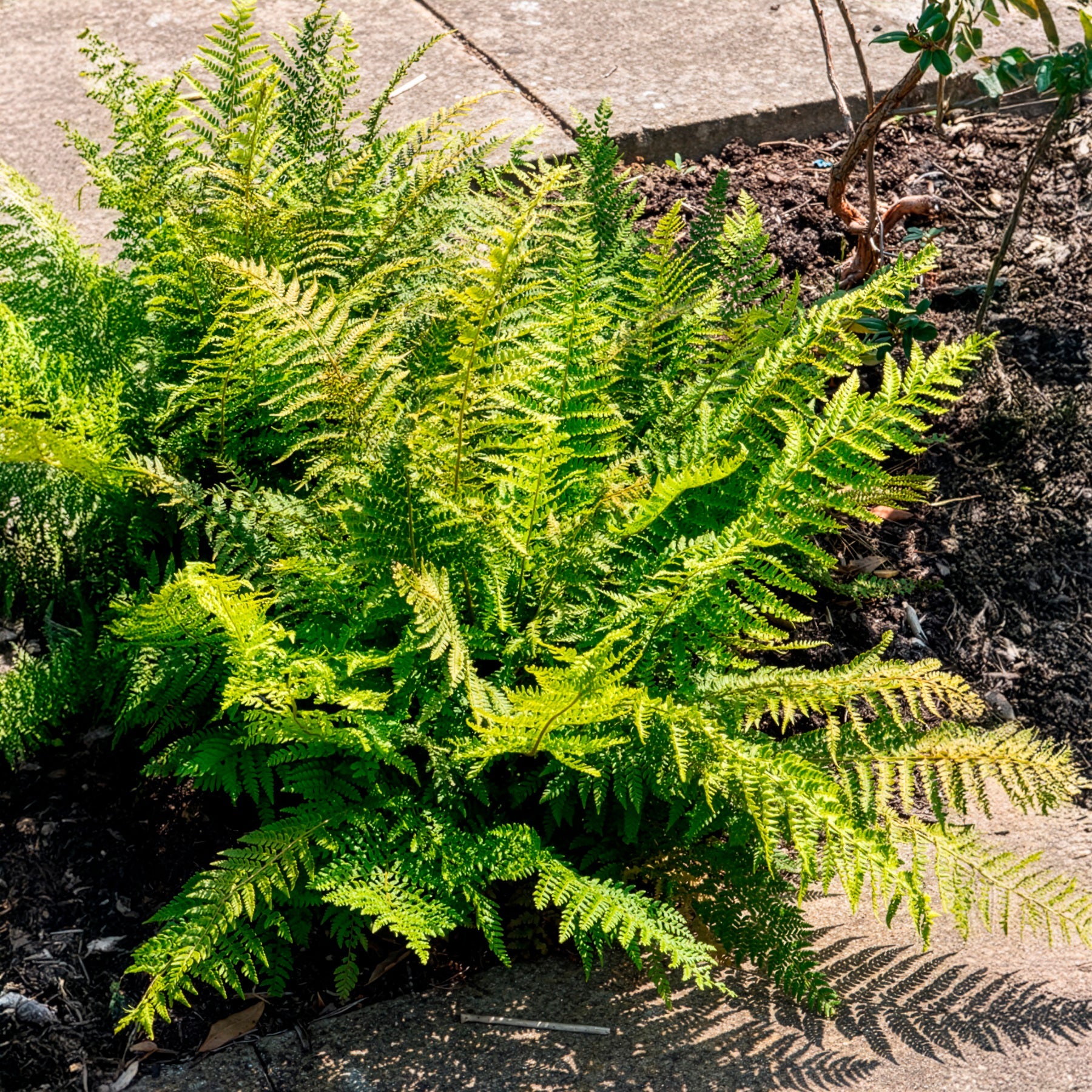 Grün Weiß Fern zur Aussaat robust Sorte Traditionssorte & ohne Gentechnik Samen Hausgarten