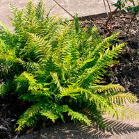 Grün Weiß Fern zur Aussaat robust Sorte Traditionssorte & ohne Gentechnik Samen Hausgarten