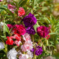 Kamelie Impatiens Blumensamen zur Aussaat Garten beliebt Traditionssorte & ohne Gentechnik Samen Hausgarten