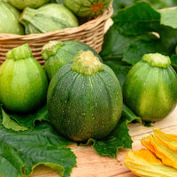 Squash Gemüse Samen zum Pflanzen