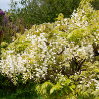 Gelb Blauregen Blumensamen zur Aussaat lang Blüte Saison Traditionssorte & ohne Gentechnik Samen Hausgarten