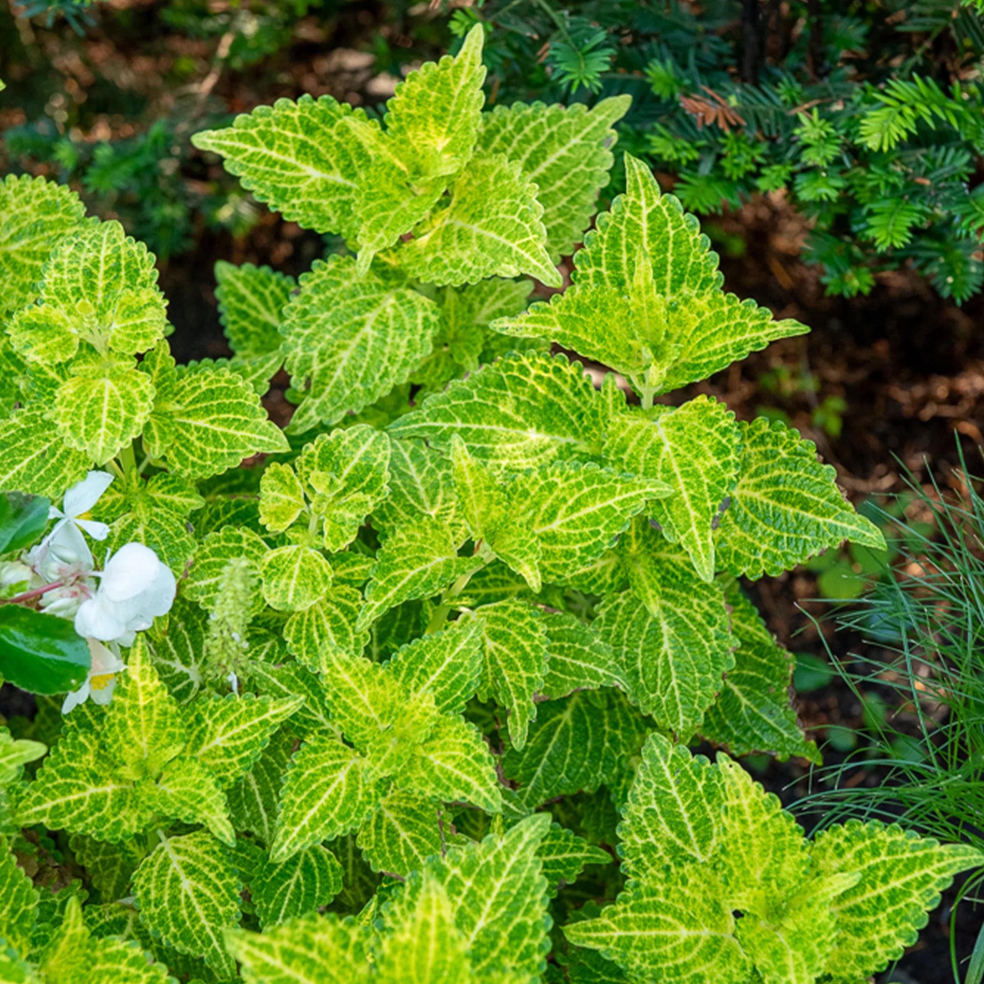 Gelb Grün Buntnessel Blumensamen zur Aussaat – farbenfroh Schau – Traditionssorte & ohne Gentechnik Samen Hausgarten