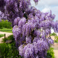 Blauregen Blumensamen zur Aussaat Anzucht Traditionssorte & ohne Gentechnik Samen Hausgarten