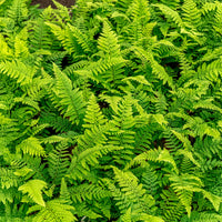 Grün Weiß Fern zur Aussaat robust Sorte Traditionssorte & ohne Gentechnik Samen Hausgarten