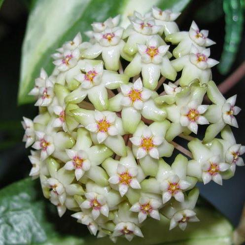 Hoya Blüte Blumensamen zur Aussaat – Drought verträglich – Traditionssorte & ohne Gentechnik Samen Hausgarten