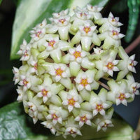 Hoya Blüte Blumensamen zur Aussaat – Drought verträglich – Traditionssorte & ohne Gentechnik Samen Hausgarten
