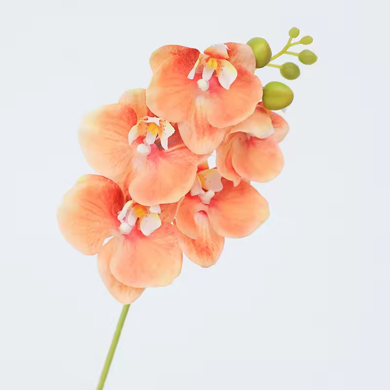 Pfirsichfarben Schmetterlingsorchidee Orchidee Blumensamen zur Aussaat – saisonal Dauerblüher – Traditionssorte & ohne Gentechnik Samen Hausgarten