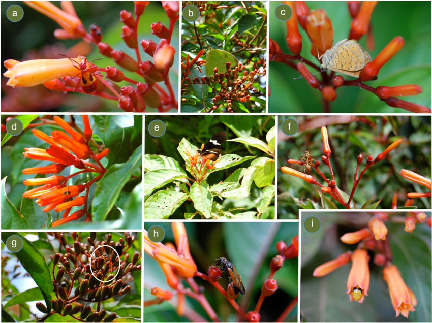 Gemischt Hamelia Patens Blumensamen zur Aussaat – hochwertige Qualitäts- – Traditionssorte & ohne Gentechnik Samen Hausgarten